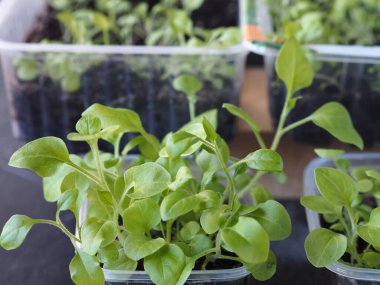 Petunya 'nın genç bitkileri saksılara ya da açık araziye nakledilmek için..