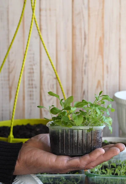 Background for home floriculture.A man's hands are transplanting young plants of Petunia seedlings on a wooden table with a watering can. — Stock Image Background Home Floriculture Man Hands Transplanting Young Plants Petunia Seedlings Stock Image