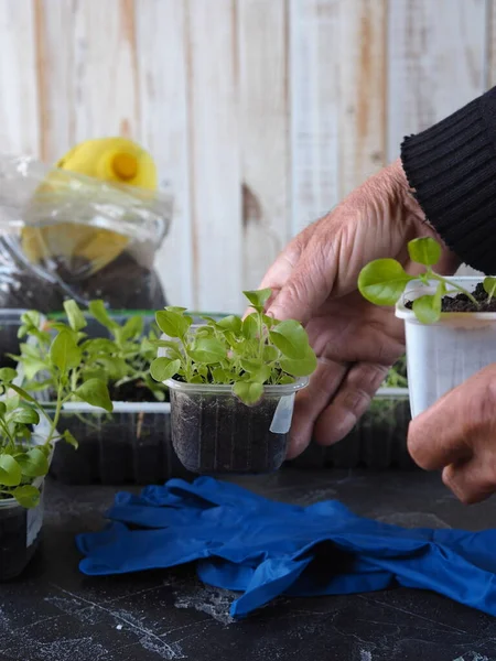 Background for home floriculture.A man's hands are transplanting young plants of Petunia seedlings on a wooden table with a watering can. — Stock Image Background Home Floriculture Man Hands Transplanting Young Plants Petunia Seedlings Stock Image