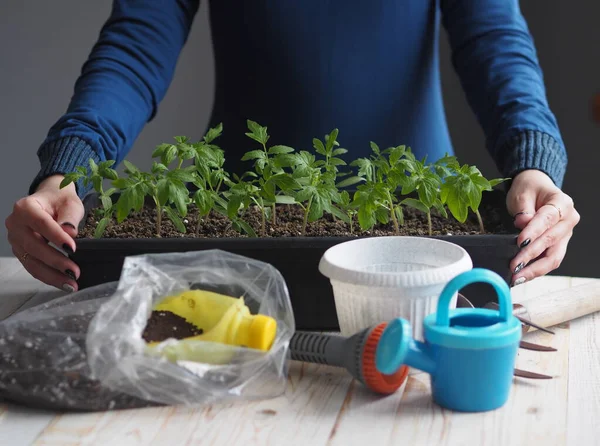 Growing tomato seedlings at home. Women\'s hands hold a box with small green tomato plants ready to be planted in the ground. Wooden table with agricultural tools.