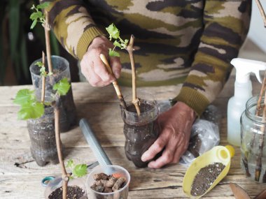 Bahçıvanlık. Erkeklerin elleri, kök salmak ve bahçeye ekmek için plastik kaplara üzüm kesikleri eker. Ahşap arka plan. Üzüm üretimi.
