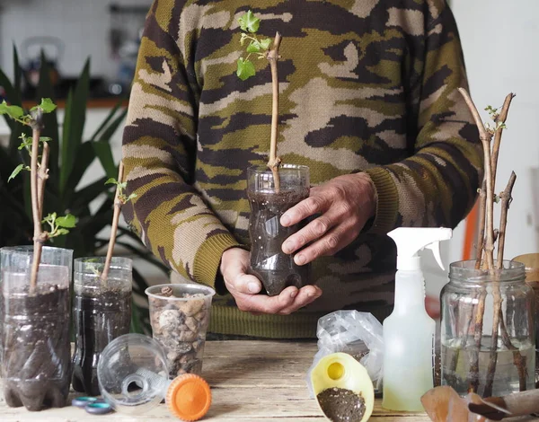 Bahçe işleri için arka plan. Bir adam tohumların büyümesi için plastik kaplara üzüm parçaları eker. Bir üzüm bağının üretimi.
