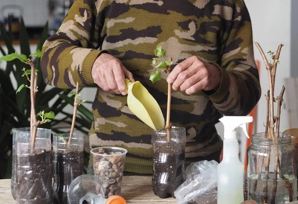 Bahçe işleri için arka plan. Bir adam tohumların büyümesi için plastik kaplara üzüm parçaları eker. Bir üzüm bağının üretimi.
