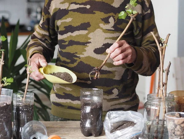 Bahçe işleri için arka plan. Bir adam tohumların büyümesi için plastik kaplara üzüm parçaları eker. Bir üzüm bağının üretimi.