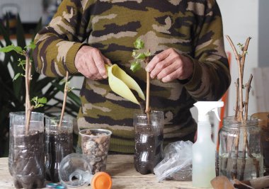 Bahçe işleri için arka plan. Bir adam tohumların büyümesi için plastik kaplara üzüm parçaları eker. Bir üzüm bağının üretimi.
