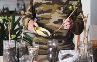 Bahçe işleri için arka plan. Bir adam tohumların büyümesi için plastik kaplara üzüm parçaları eker. Bir üzüm bağının üretimi.