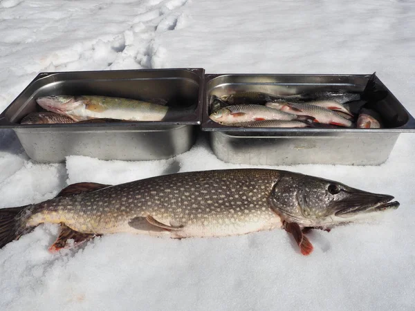 River Large Fish Pike Close Winter Fishing Space Text Copy — Stock Photo, Image