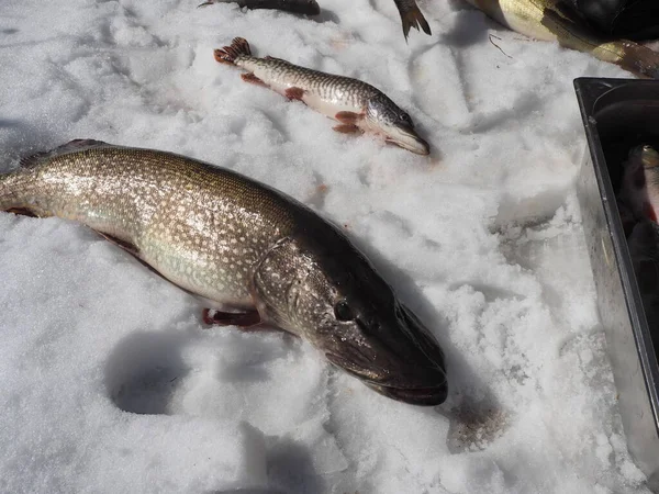 River Large Fish Pike Close Winter Fishing Space Text Copy — Stock Photo, Image