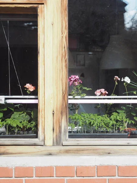 Tomate Joven Planta Las Cajas Sobre Ventana Rústica Través Del — Foto de Stock