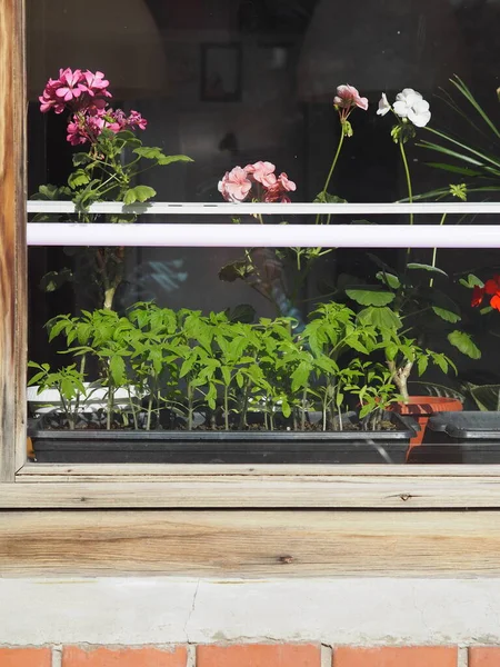 Young tomato plants in boxes on a rustic window through a glass under an ultraviolet lamp for rapid growth of sprouts in winter. Ready for sowing in spring.