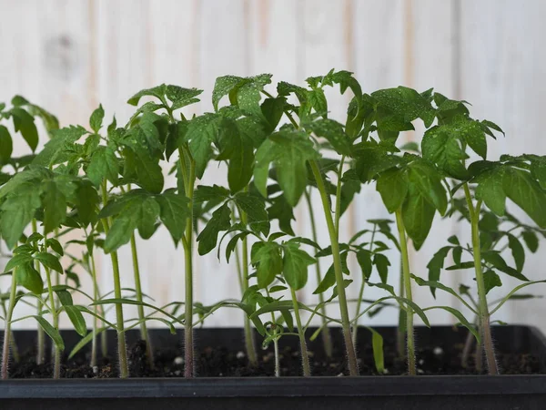 Jeunes Pousses Tomates Concombres Poivrons Semis Dans Potager Balcon Cultiver — Photo