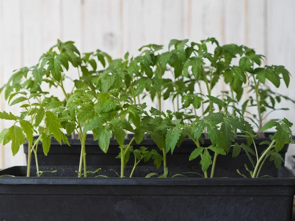 Jeunes Pousses Tomates Concombres Poivrons Semis Dans Potager Balcon Cultiver — Photo