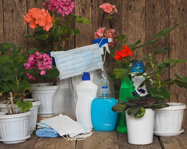 Coronavirus, quarantine, isolation. Stay at home, disinfect and grow flowers. Give joy to loved ones. Blossoming therapeutic geranium with disinfectants on a wooden ancient background.