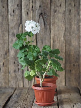 İlaç fabrikası. Ahşap bir kırsal arka planda beyaz sardunya pelargonyum.