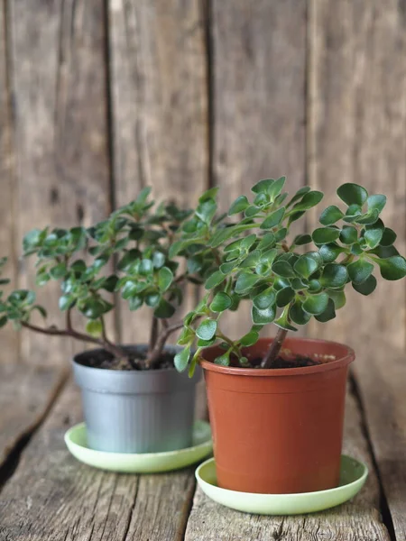 Planta Casa Dos Plantas Jóvenes Aichrizon Vida Cotidiana Llamado Árbol — Foto de Stock