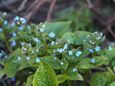 Bahçe erken-unutma-nots. Baharın narin mavi çiçekleri, unutma beni..