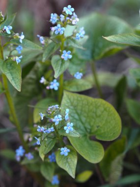 Bahçe erken-unutma-nots. Baharın narin mavi çiçekleri, unutma beni..