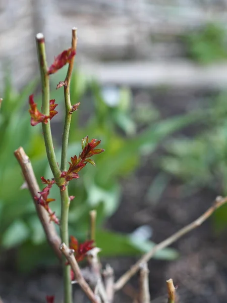 Após Inverno Roseira Produz Novos Brotos Rosa Folhas Brotam Primavera — Fotografia de Stock