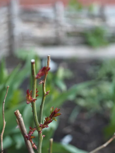 After winter, the rose plant produces new shoots. Rose leaves sprout in spring.