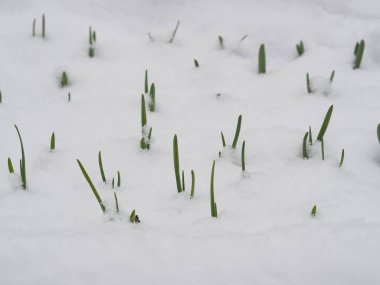 Doğal fenomen. Yeşil yaprakların üzerine bahar yağdı. Sarımsak yaprakları karın altından süzülüyor..