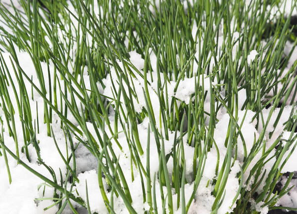 Весной снег упал на зеленые листья. Феномен природы. Зеленый лук выглядывает из-под снега
.