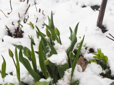 Kırmızı lale tomurcukları karların altından dışarı bakıyor. Yeşil yaprakların üzerine bahar yağdı. Doğa olayı.