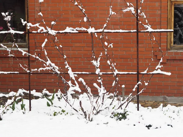 Une Vigne Attachée Près Une Maison Dans Neige Fin Printemps — Photo