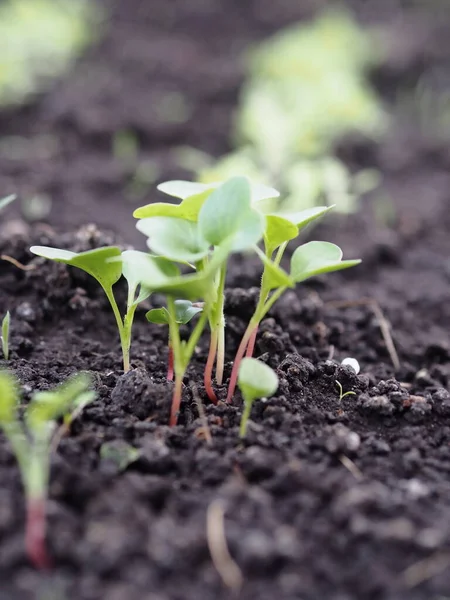 Brotes Jóvenes Rábano Jardín Suelo Plantación Hortalizas Primavera — Foto de Stock