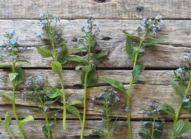 Çiçek arkaplan. Yumuşak mavi pınarlar, eski ahşap bir masada beni unutma desenleri. Metin için yer.