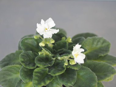 Gri arka planda çiçek açan orijinal beyaz Terry Violet. Kapalı alandaki bitkilerin botanik geçmişi.