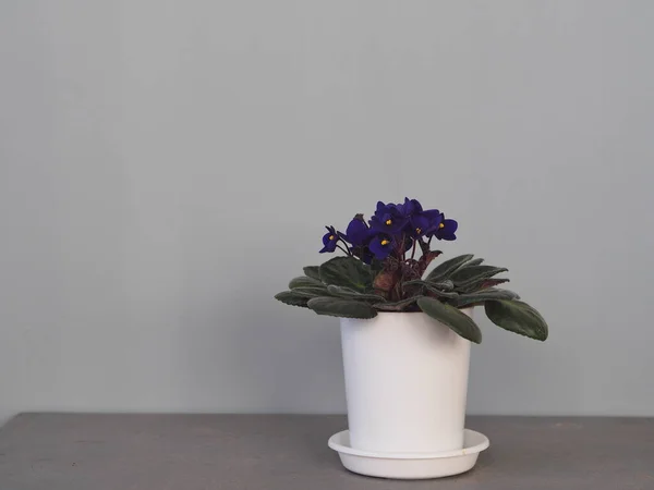 Botanical Background Indoor Plants Blossoming Violet Blue Violet Yellow Heartlet — Stock Photo, Image