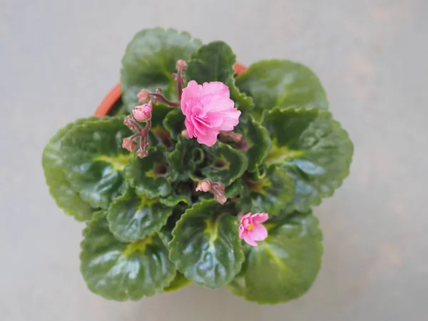 Floração Rosa Violeta Brilhante Fundo Cinza Fundo Botânico Com Plantas — Fotografia de Stock