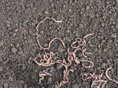 Kurtçuklar iyi çalışır ve toprakta yaşar. Toprağı gevşetmeye yardımcı olurlar..