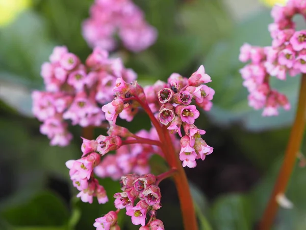 Primrose Badan, Bergenia or elephant-eared saxifrage, elephants ears in early spring close-up, native to central Asia