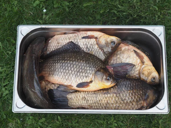 Ríos Rusos Acabo Atrapar Una Hermosa Carpa Peces Río Grande — Foto de Stock