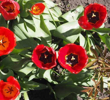 Bahar çiçeği arka planı. Güneşli bir günde kırmızı laleler. Yukarıdan görünüşü.
