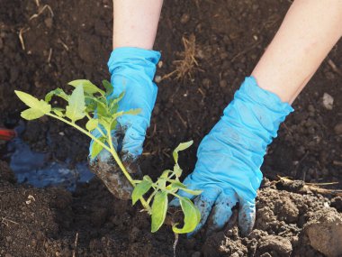 Tarım geçmişi. Eldivendeki eller açık araziye domates tohumları eker..