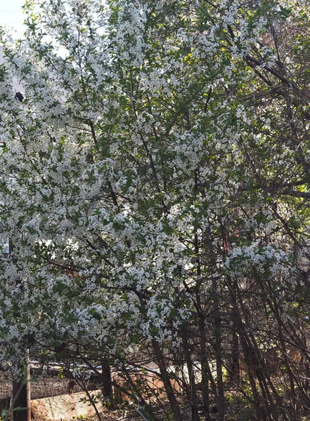 Jarní Pozadí Třešňové Květy Zahradě — Stock fotografie