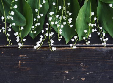 Tebrik ederim. Bahar çiçekleri vadideki zambaklar koyu ahşap bir arka planın kenarına serilmiştir..