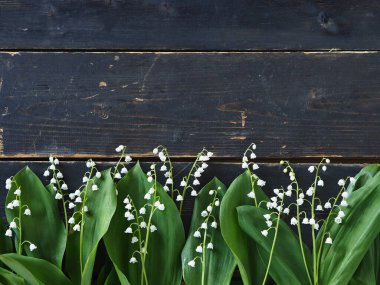 Tebrik ederim. Bahar çiçekleri vadideki zambaklar koyu ahşap bir arka planın kenarına serilmiştir..