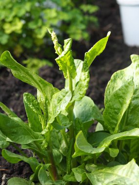 Tarım geçmişi. Sorrel Bush bahçe arazisinde yetişiyor. Bir sürü vitamin..