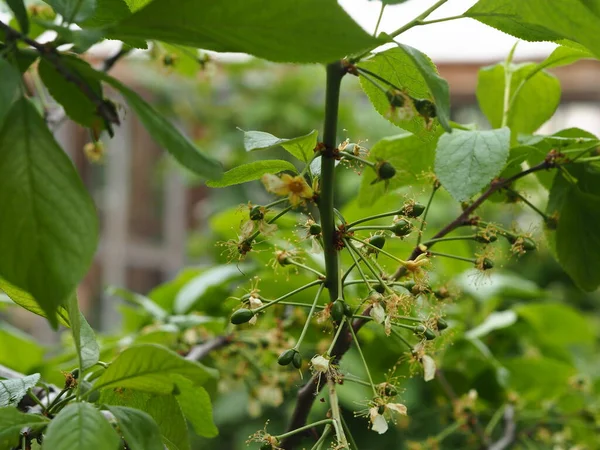 Trädgård Slutet Blommande Fruktträd Nya Gröna Plommon Frukter Föds — Stockfoto