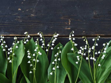 Tebrik ederim. Bahar çiçekleri vadideki zambaklar koyu ahşap bir arka planın kenarına serilmiştir..