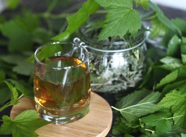 Kurutmak ve çay olarak kullanmak için taze kuşüzümü yaprağı hasat mevsimi. Taze frenk üzümü yaprakları, koyu ahşap bir masada bir bardak yaprak çayı..