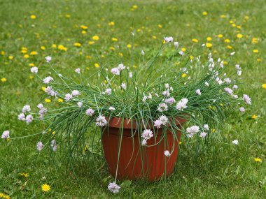 Bahar arkaplanı. Çiçekli bir soğan, bir tencereye ya da karahindiba dolu bir çimenliğin arka planına ekilmiş..