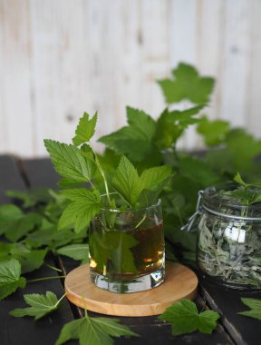Şifalı otlar ve siyah frenk üzümü yaprakları ile arka plan. Mevsimleri hasat etmek. Taze frenk üzümü yaprakları, bir kavanoz kuru yaprak ve koyu ahşap bir masada çay..