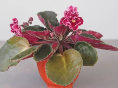 Çiçek arkaplanı. Gri arka planda çiçek açan ozan menekşesi. Metin için boşluk.