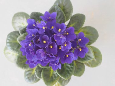 Yukarıdan manzara. Çiçek arkaplanı. Gri arkaplanda çiçek açan mor menekşe. Metin için boşluk..