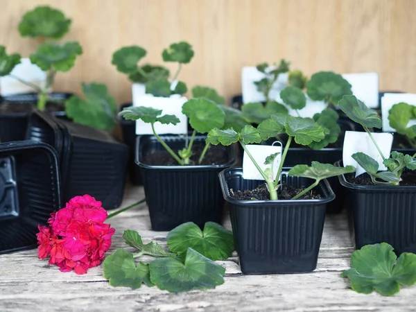 Medicinal plant background. The reproduction of plants.Green seedlings of medicinal geranium Pelargonium grow in black pots for seedlings.