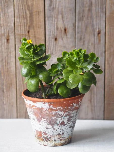 Antecedentes botánicos con planta Kalanchoe. Inicio planta Kalanchoe con una flor amarilla en una olla de barro viejo . — Foto de Stock